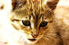 Кальцивироз кошек (кальцивирусная инфекция)