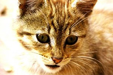Кальцивироз кошек (кальцивирусная инфекция)