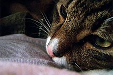 Гемобартонеллез (инфекционная анемия кошек)