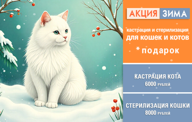 Зимняя акция - кастрация и стерилизация!