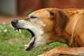 Аденовироз (инфекционный кашель) собак