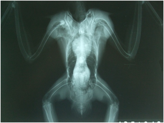 Рентгенологическое  обследование птицы