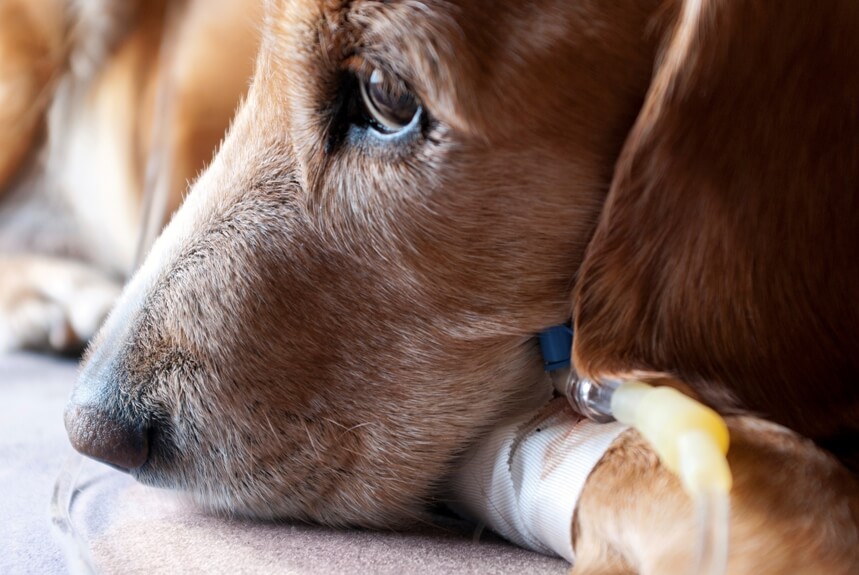 Пироплазмоз (бабезиоз) у собак: симптомы,   лечение