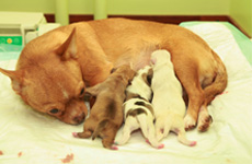 Владельцам собак о беременности и родах