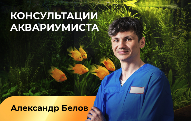 Вызов аквариумиста на дом