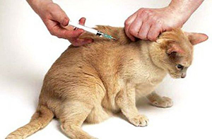 Инъекции кошкам и собакам