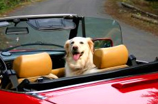 Собаку укачивает в машине,   что делать?