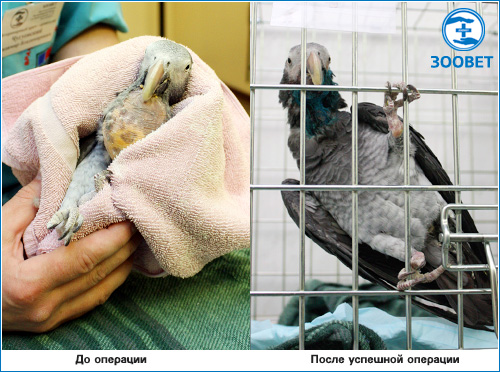 Чудесное спасение попугая Жако