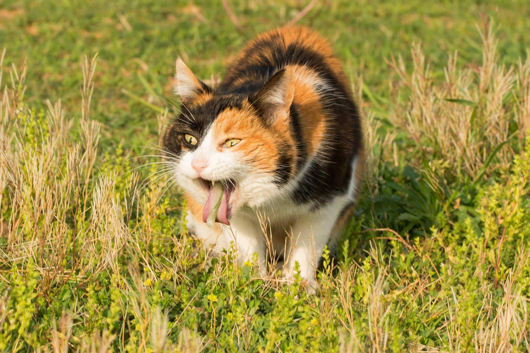 Котик дримотик. Кошки. Кошка отрыгивает. Кошка отрыгивает шерсть. Луговая кошка.