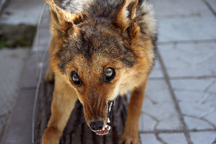 Бешенство (Rabies)