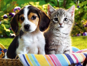 Микоплазмоз у собак и кошек: симптомы,   лечение