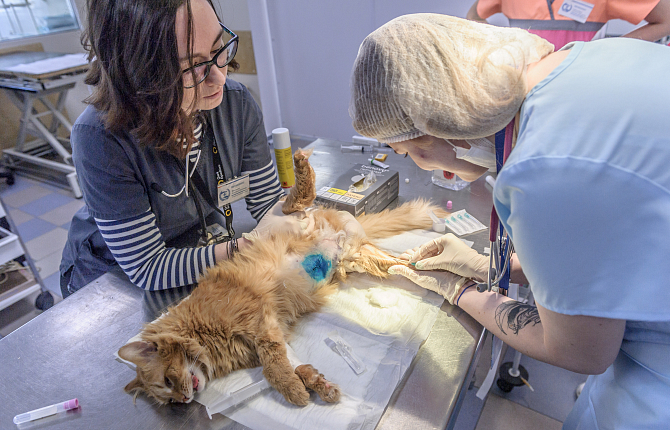 Доклад: Эпидуральная анестезия у собак и кошек