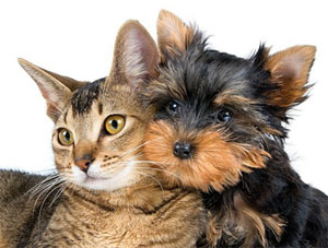 Анафилактический шок у кошек и собак