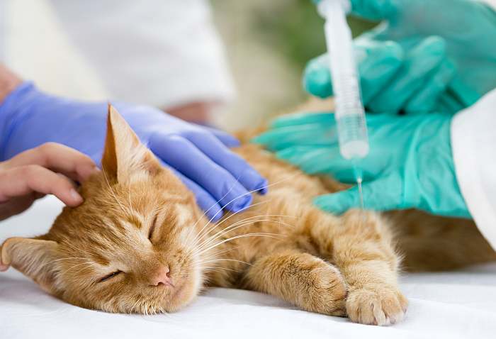 Жировой гепатоз, липидоз печени у кошек