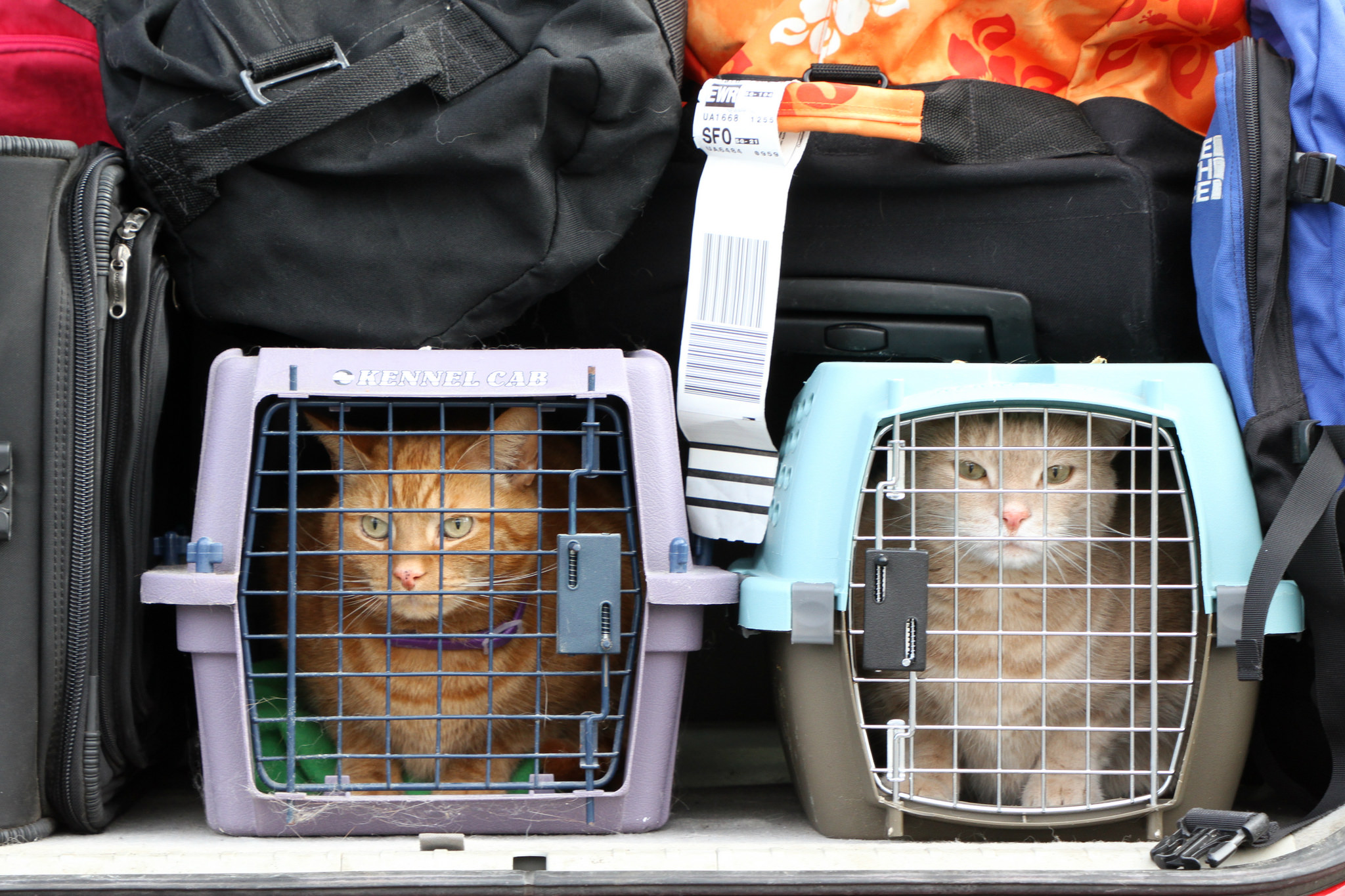 Что нужно знать о перевозке кошек в самолете и поезде