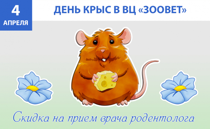4 апреля - Международный день крыс в ВЦ "ЗООВЕТ"
