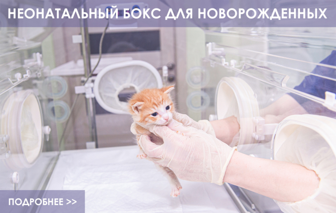 Неонатологический бокс для котят и щенков!