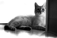 Эозинофильная гранулема — проявление аллергии у кошек 