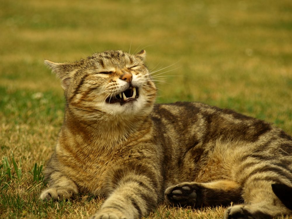 Заболевания верхних дыхательных путей у кошек