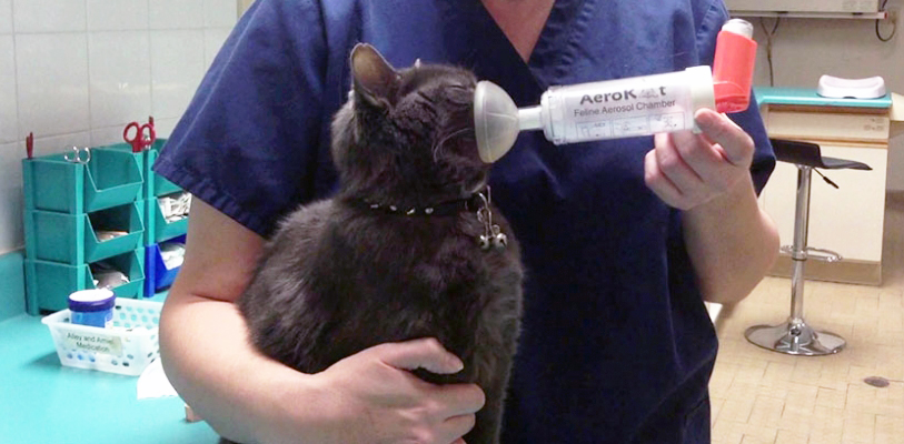 Бронхиальная астма кошек