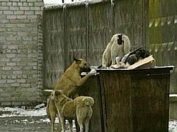 Одна из многих причин отравления собак