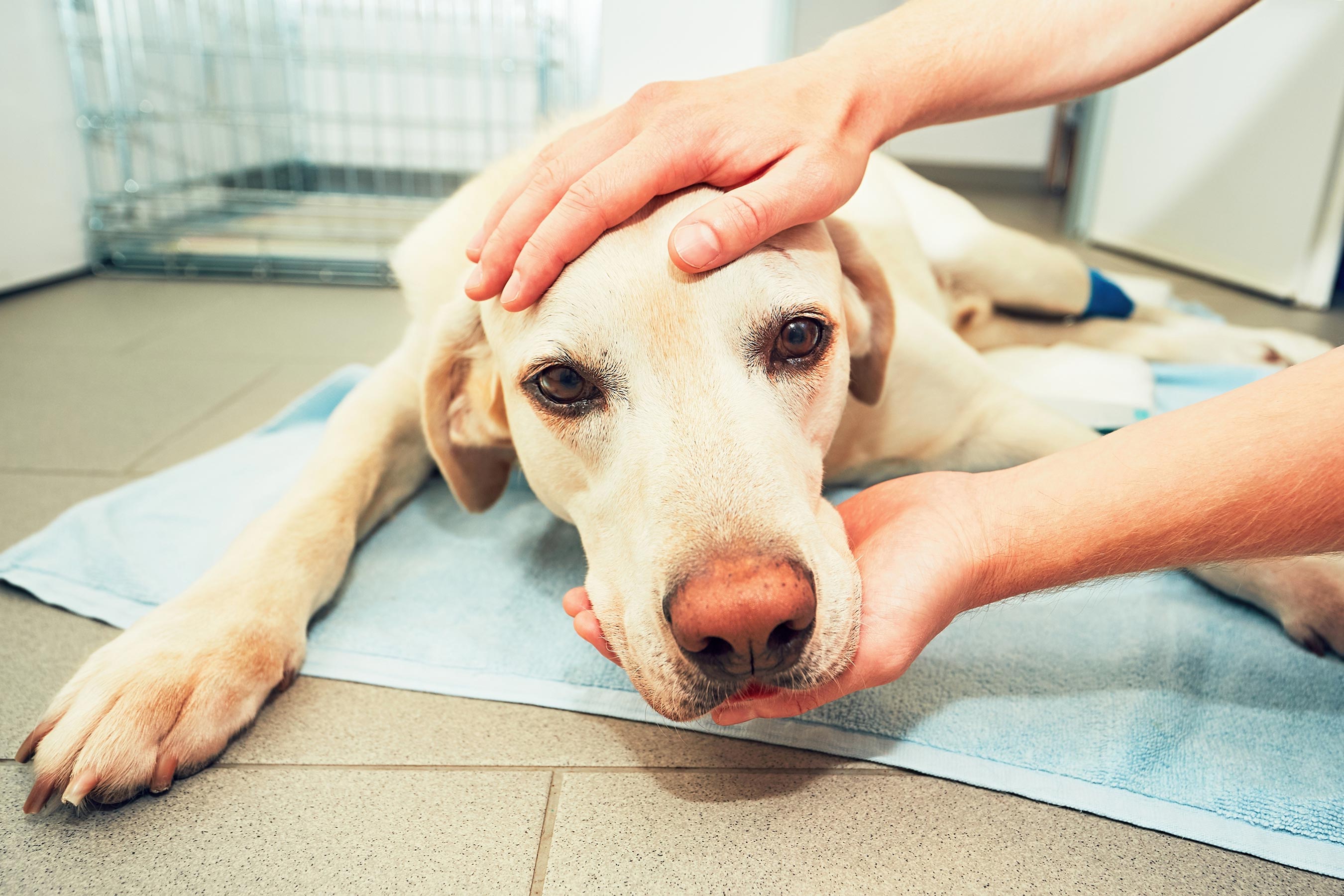 Болезнь Кушинга у собак: диагностика, клинические признаки и результаты лабораторных исследований