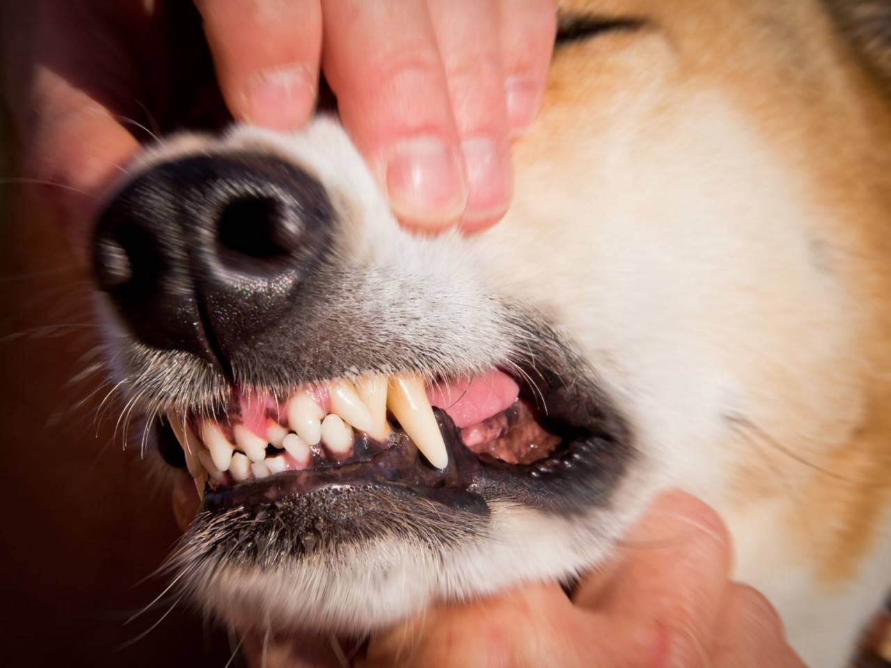 Программа профилактического ухода за полостью рта мелких домашних животных