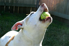 Кишечная непроходимость. Что делать если собака проглотила резиновый мячик?