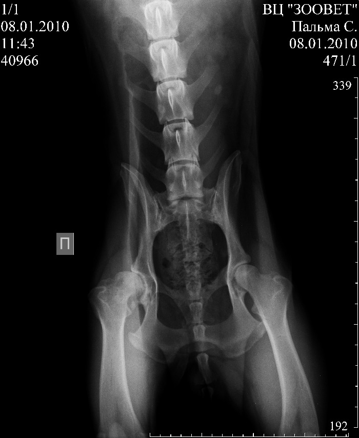 Дисплазия тазобедренного сустава (ДТБС) у собак