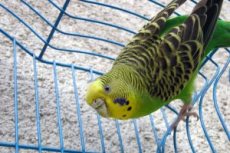 Вопросы и ответы о лечении попугаев