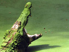 Крокодилы быстро бегают,   а догнав человека способны откусить у него руку или ногу