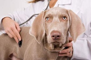 Кишечная непроходимость у собак и кошек: симптомы, лечение