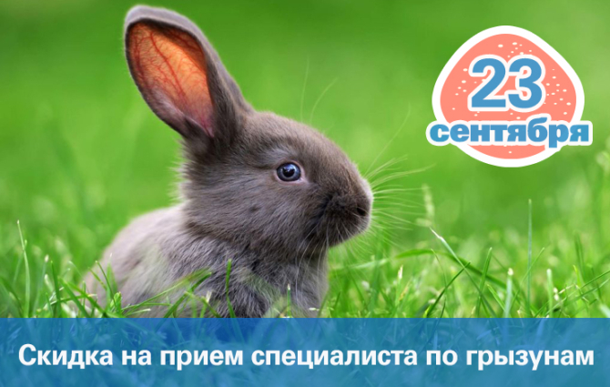 23 сентября - Международный день кролика!