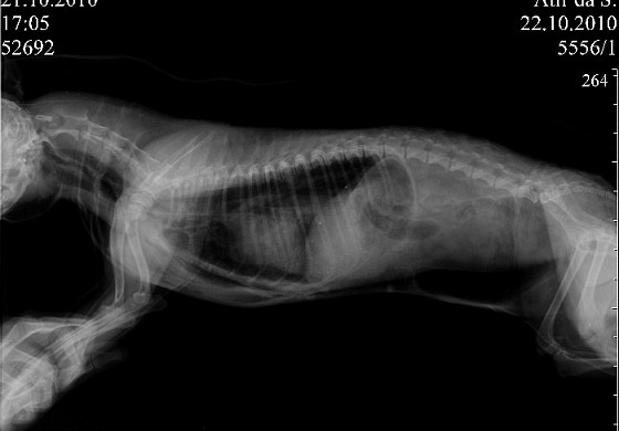 Пищевод собаки. Рентген пищевода собаки норма. Рентген легких собаки норма. Пневмоторакс у собаки рентген. Рентген брюшной полости кошки норма.