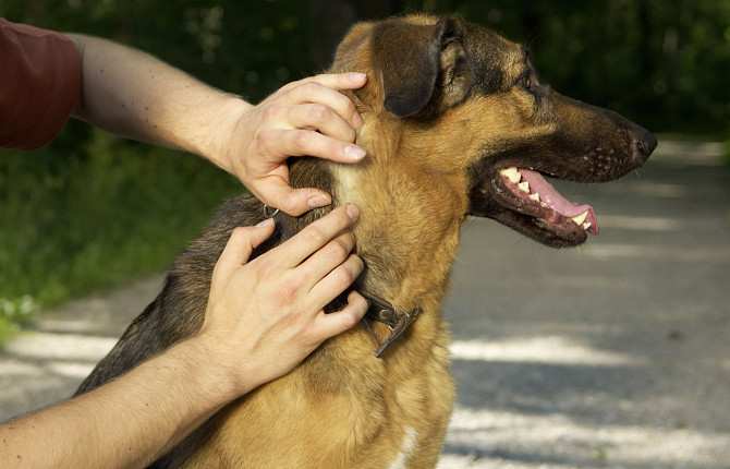 Реферат: Лечение пироплазмоза собаки