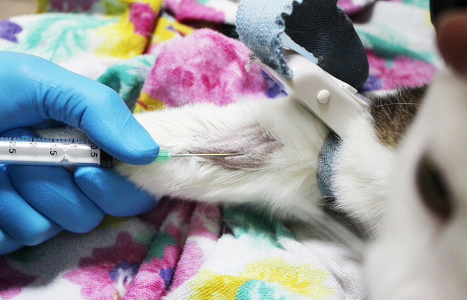 Гемотрансфузия у собак и кошек