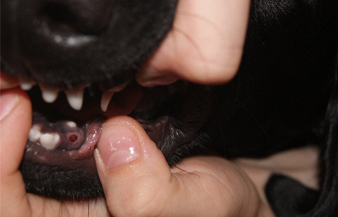 Выпадение зубов у кошек и собак — Ветеринарный Центр «Зоовет» в Москве
