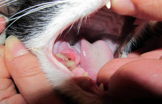 Плоскоклеточная карцинома у собак и кошек
