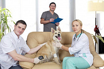 Лечение собак и кошек