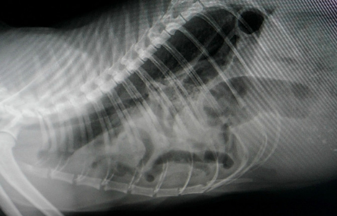 Диафрагмальная грыжа у кошек и собак — Ветеринарный Центр «Зоовет» в Москве