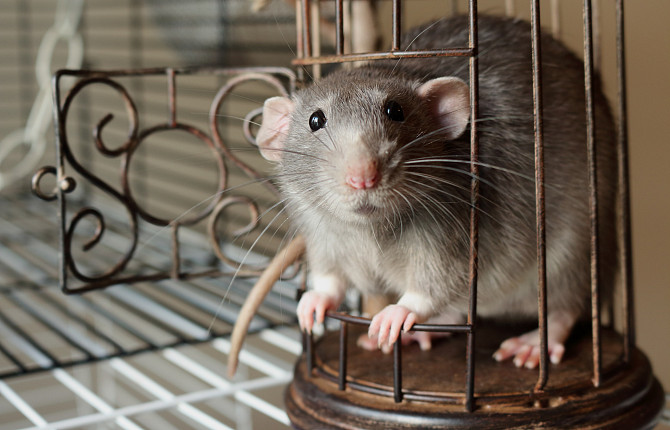 Кормление, содержание и уход за крысой в домашних условиях - ВЦ «Зоовет»
