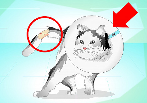 Перелом хвоста у кошки: симптомы, лечение и последствия