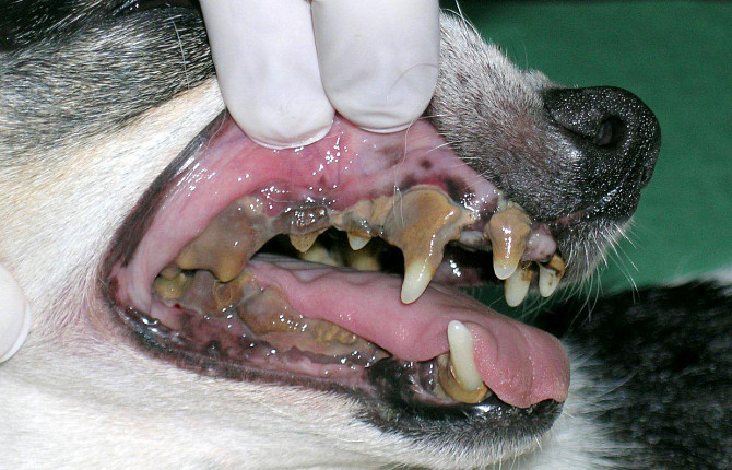 Зубной камень у домашних животных — Ветеринарный Центр «Зоовет» в Москве