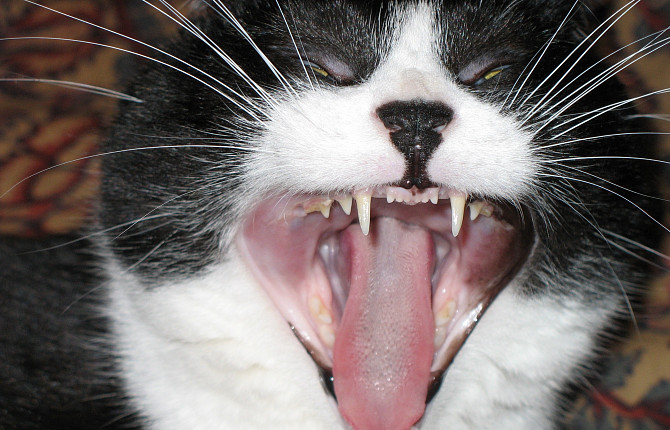 Язвенный стоматит у кошек - симптомы, диагностика, лечение - ВЦ «Зоовет»