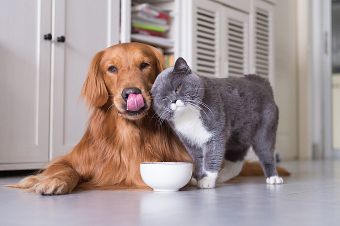 Нарушения обмена веществ у кошек и собак
