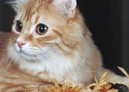 Энциклопедия кошек породы кошек