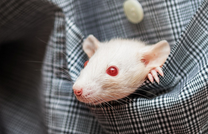 Кормление, содержание и уход за крысой в домашних условиях - ВЦ «Зоовет»