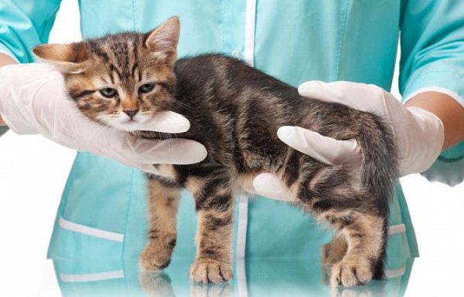Почему кошки скрывают боль и признаки, которые нужно искать