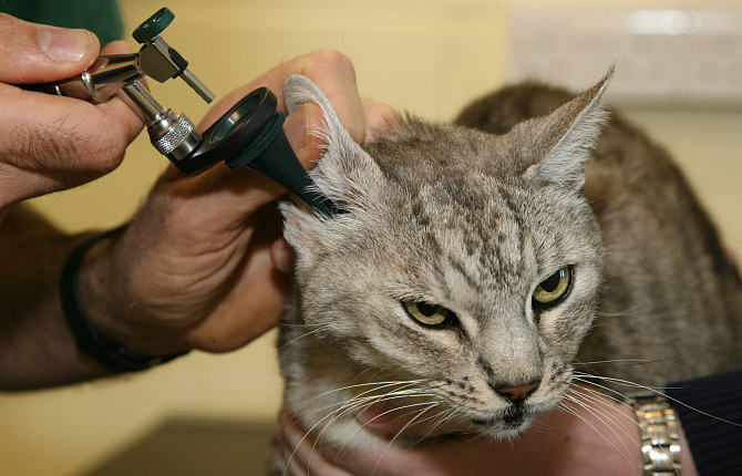 Симптомы нотоэдроза у кошек