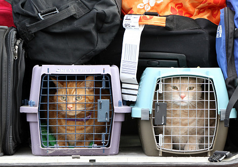 Правила перевозки кошки в поезде или самолете. Какие документы нужны для перевозки  кошки.